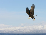 Bald Eagle in Flight with Upbeat Wingspread  Homer  Alaska  USA