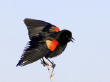 Red-Winged Blackbird Clings to Branch at Sunrise  Merritt Island  Florida  USA