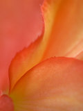 Begonia Petal Close-up