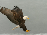 Bald Eagle in Landing Posture  Homer  Alaska  USA