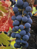 Detail of Cabernet Savignon Grapes on the Vine in Napa Valley  California  USA
