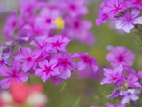 Phlox in Bloom Near Devine  Texas  USA