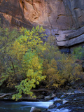 Fall Color on Virgin River  Zion National Park  Utah  USA