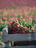 Tulip Fields Near La Conner  Skagit Valley  Washington  USA