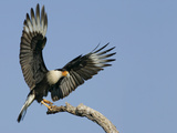 Crested Caracara Landing on Tree Branch  Cozad Ranch  Linn  Texas  USA