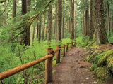 Rainforest with Trail  Sol Duc Valley  Olympic National Park  Washington  USA