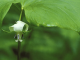 Close-up of Nodding Trillium Flower Beneath Leaf in Springtime  Michigan  USA