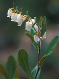 Leatherleaf  Near Jordan Pond  Acadia National Park  Maine  USA