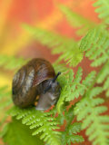Snail on Fern in Fall  Adirondacks  New York  USA