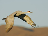 Close-up of Sandhill Crane in Flight Over Mountain  Bosque Del Apache National Wildlife Reserve