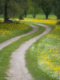Tracks in Field of Coreopsis Wildflowers Near Brenham  Texas  USA