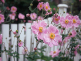 Pink Flowers by White Picket Fence  Langley  Whidbey Island  Washington  USA