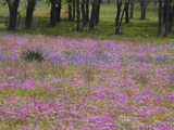 Phlox and Oak Trees in Springtime  Nixon  Texas  USA