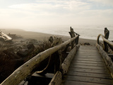 Driftwood Bridge Entrance from Trail  Kalaloch Beach  Olympic National Park  Washington  USA