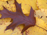 Northern Red Oak Leaf in Fall  Sandy Point Trail  New Hampshire  USA