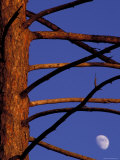 Red Pine Trunk and Bare Branches at Sunset  Upper Peninsula  Michigan  USA