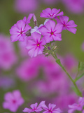 Phlox in Bloom Near Devine  Texas  USA