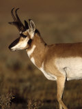 Pronghorn Antelope in Grand Teton National Park  Wyoming  USA