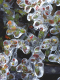 Azalea Plants Encased in Ice  Portland  Oregon  USA