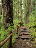 Rainforest with Trail  Sol Duc Valley  Olympic National Park  Washington  USA