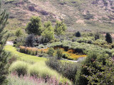Red Butte Garden and Arboretum  University of Utah Campus  Salt Lake City  Utah  USA