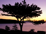 Pitch Pine  Ocean Drive at Sunrise  Acadia National Park  Maine  USA