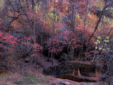 Fall Color in Zion National Park  Utah  USA