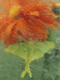 Luna Moth on Orange Dahlia Behind Glass  Pennsylvania  USA