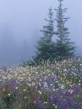 Lupine and Bistort Meadow  Hurricane Ridge  Olympic National Park  Washington  USA