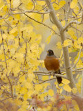 Male American Robin in Aspen Tree  Grand Teton National Park  Wyoming  USA