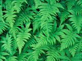 Northern Beech Fern  Adirondack Park  Mt Marcy  New York  USA