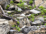 Pair of Marmots Kissing in Glacier National Park  Montana  USA