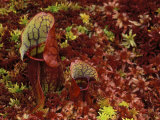 Northern Pitcher Plants in Sphagnum or Peat Moss  Upper Peninsula  Michigan  USA