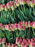 Pink Tulips  Skagit Valley  Washington  USA