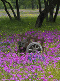 Wooden Cart in Field of Phlox  Blue Bonnets  and Oak Trees  Near Devine  Texas  USA