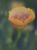 Yellow Flax Along Interstate 35  Near Devine  Texas  USA