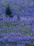 Lupine and Bistort Meadow in Paradise Valley  Mt Rainier National Park  Washington  USA