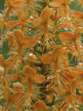 Close-up of Yellow Fringed Orchid with Dew in Summertime  Michigan  USA
