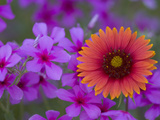 Phlox and Indian Blanket  Near Devine  Texas  USA