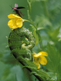 Lightning Bug Taking Flight Atop Buttercup with Ferns  Pennsylvania  USA