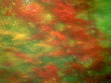 Abstract of Maple Trees Seen Through Rainy Windshield  Vermont  USA