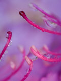 Catawba Rhododendron with Rain Drops  North Carolina  USA