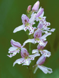 Close-up of Small Round-Leafed Orchis Orchids in Springtime  Upper Peninsula  Michigan  USA