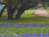 Oak Trees  Blue Bonnets  and Indian Paint Brush  Near Gay Hill  Texas  USA