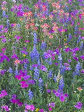 Phlox  Blue Bonnets and Indian Paintbrush Near Brenham  Texas  USA