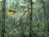Montage  Owl  Forest  Oregon  USA