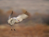 Abstract of Sandhill Crane Landing  Bosque Del Apache National Wildlife Reserve  New Mexico  USA
