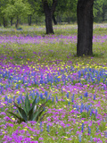 Agave in Field of Texas Blue Bonnets  Phlox and Oak Trees  Devine  Texas  USA