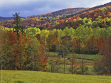 Autumn Tree Colors and Lone Horse in the Green Mountains  Vermont  USA