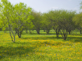 Oak Trees and Wildflowers Bloom Near Cuero  Texas  USA